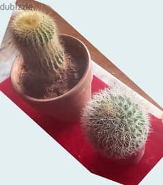 cactus 2 pcs 10$ 0