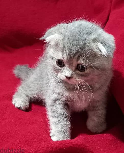 Scottish fold age month and a half 1