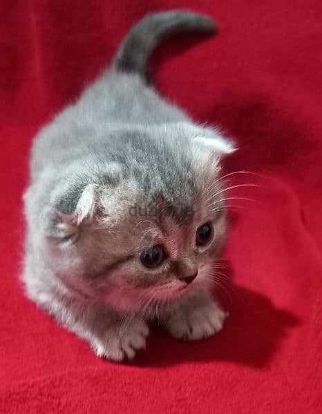 Scottish fold age month and a half 2