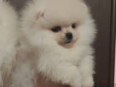 pomeranian toy and teacup