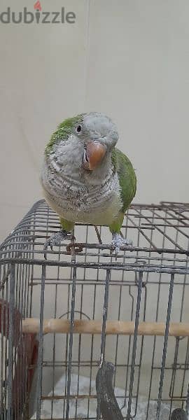 quaker parrot 1