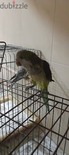 quaker parrot 2