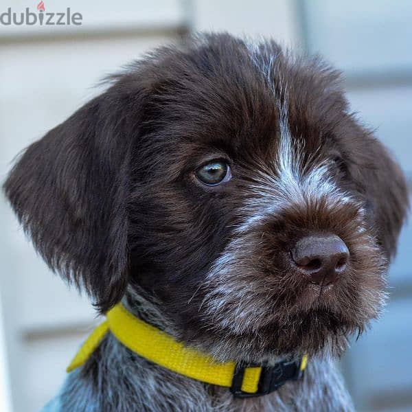 Adorable Wirehaired Pointing Griffon Puppies for adoption 2