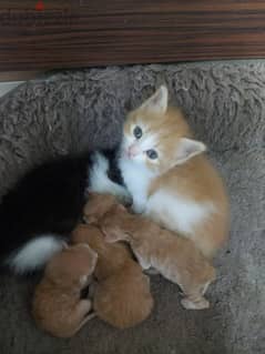 kittens for adoption for serious ones only male and female