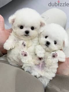bichon dog maltais male and female puppies