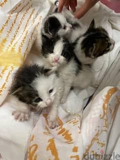 3 kittens male and femalr for sale . . 1 month 0