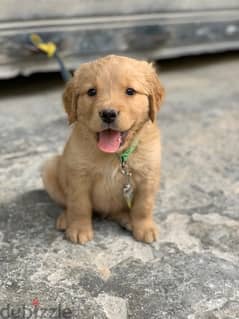 golden retriever puppy 300$
