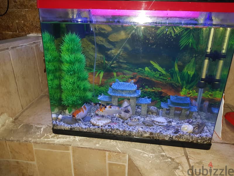 aquarium 60 cm 0