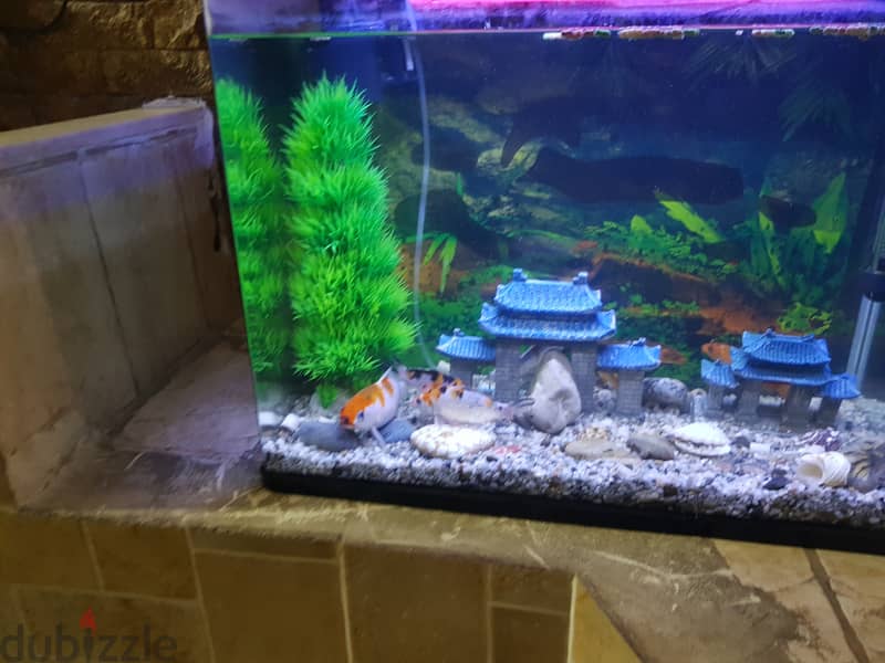 aquarium 60 cm 1