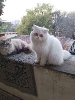 white cat for sale