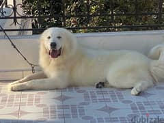 Great Pyrenees 0