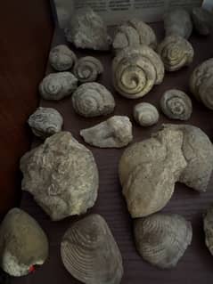 fossils for sale 0