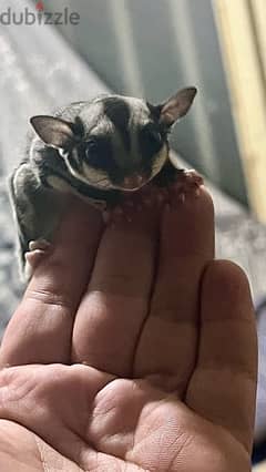 Baby sugar gliders for sale make and female 0