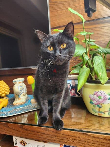 cat for adoption - بسين مخصي عمر سنتين للتبني 4