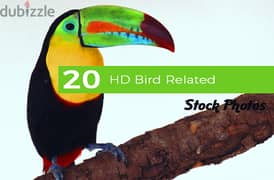 20  Bird  Photos
