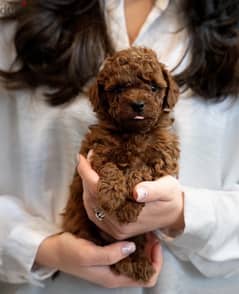 Toy Poodle Imported Adorable DELIVERY Available