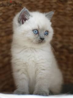 British Blue Point Shorthair Kitten DELIVERY available