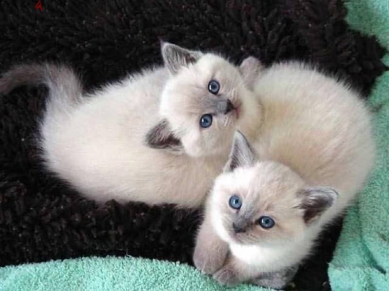 British Blue Point Shorthair Kitten DELIVERY available 1