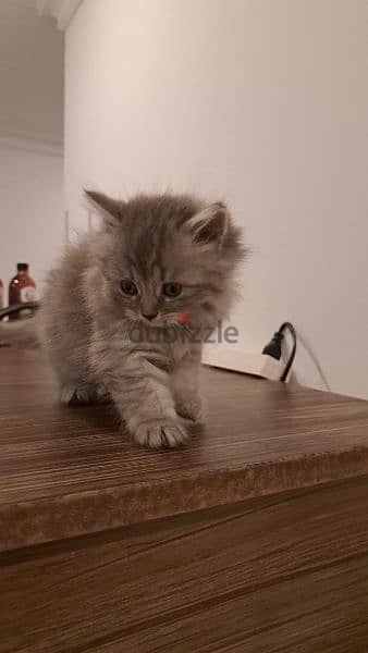 persian kitten for sale 4
