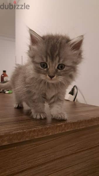 persian kitten for sale 5