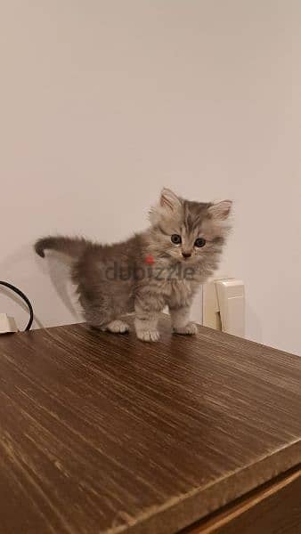 persian kitten for sale 6