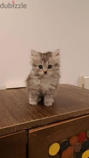 persian kitten for sale 7