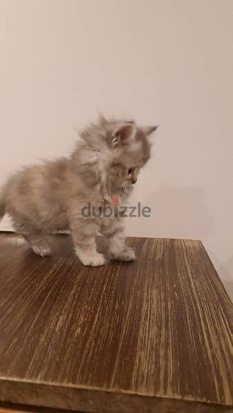 persian kitten for sale 9