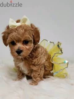 Imported Maltipoo Puppy DELIVERY Available