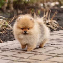 Pomeranian Teacup Imported DELIVERY