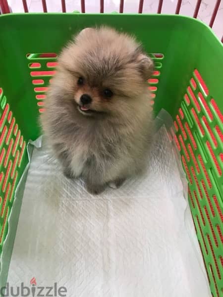 Pomeranian Teacup Imported DELIVERY 1