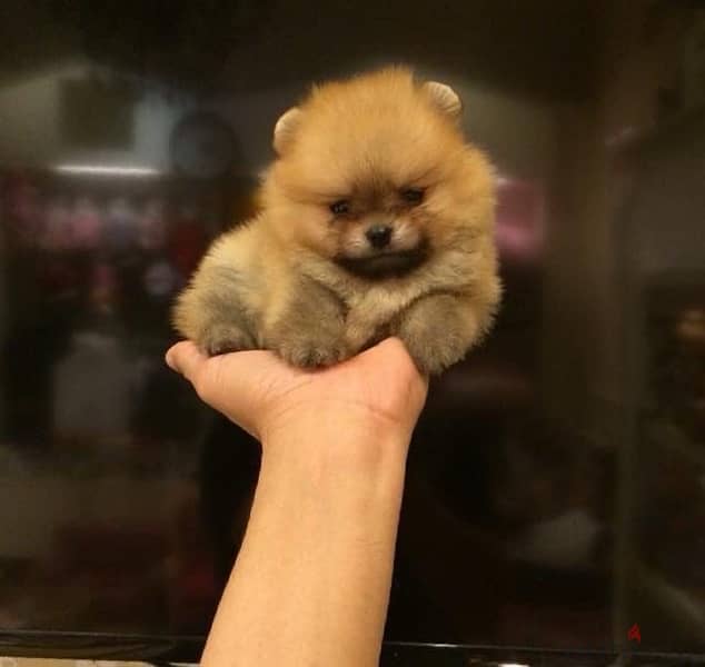 Pomeranian Teacup Imported DELIVERY 2