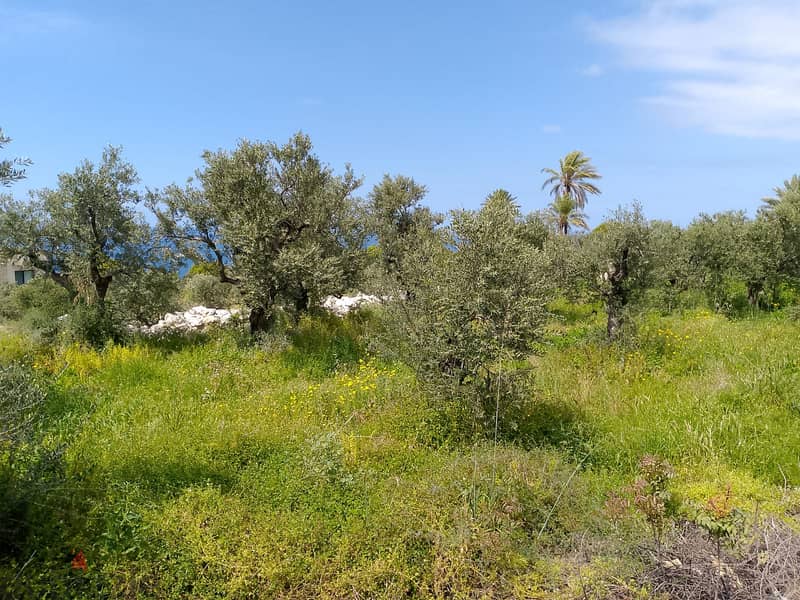 Land for sale in Jbeil Monsef أرض للبيع في جبيل المنصف 2