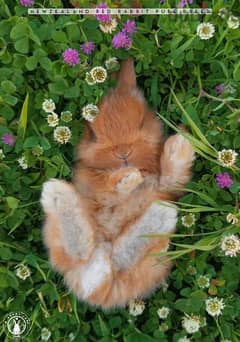 أرانب أجنبية نقية -  rabbit pure breed 0
