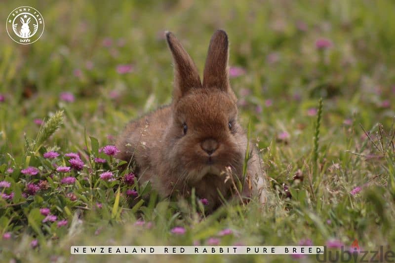 أرانب أجنبية نقية -  rabbit pure breed 1