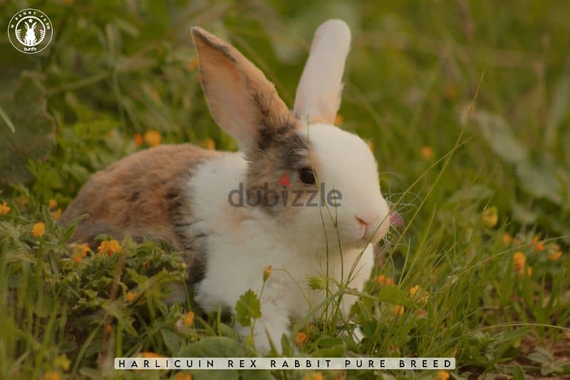 أرانب أجنبية نقية -  rabbit pure breed 2