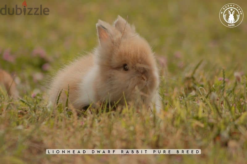 أرانب أجنبية نقية -  rabbit pure breed 3