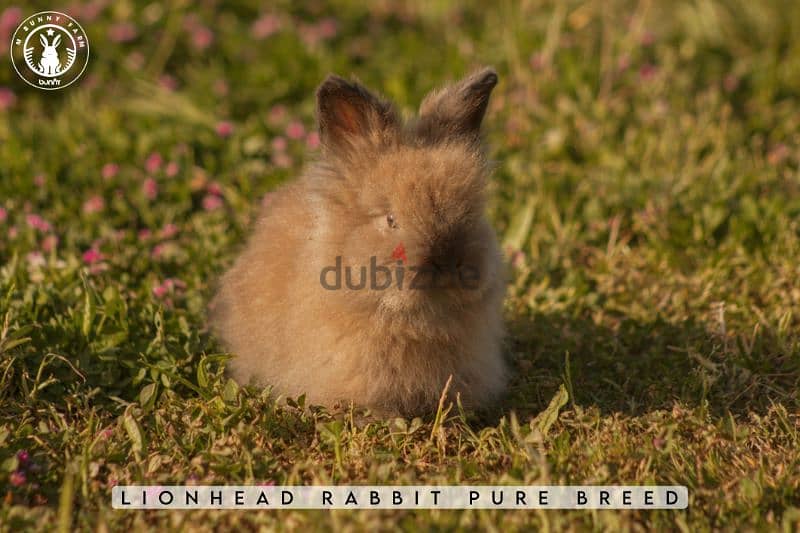 أرانب أجنبية نقية -  rabbit pure breed 4