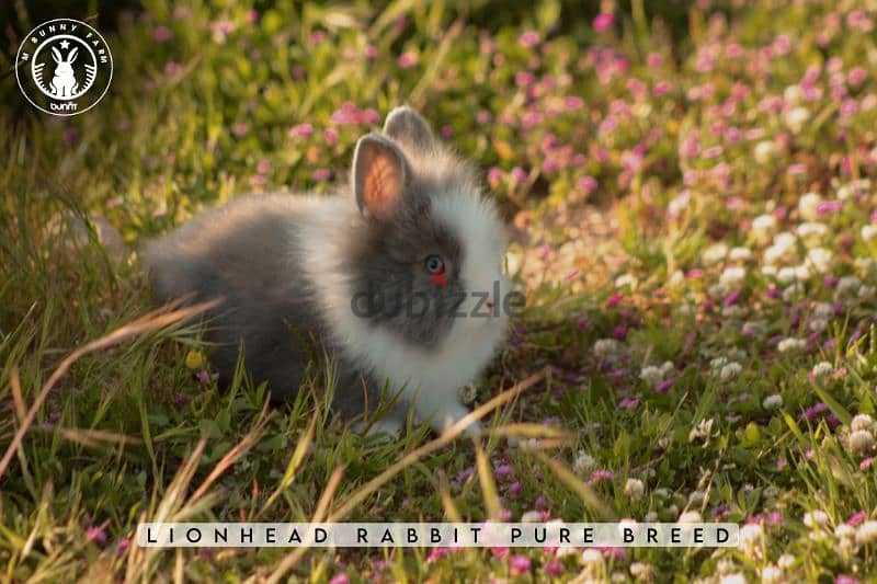 أرانب أجنبية نقية -  rabbit pure breed 4