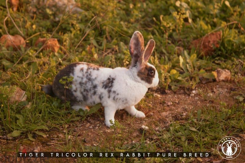 أرانب أجنبية نقية -  rabbit pure breed 5