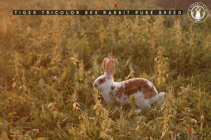 أرانب أجنبية نقية -  rabbit pure breed 7