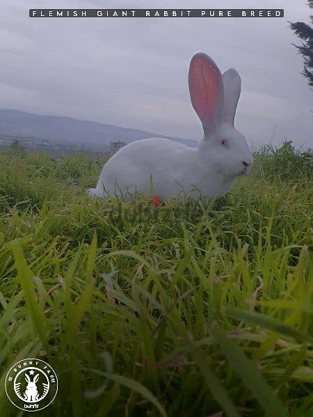 أرانب أجنبية نقية -  rabbit pure breed 8
