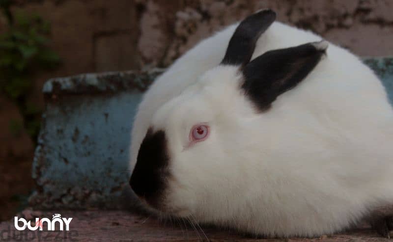 أرانب أجنبية نقية -  rabbit pure breed 10