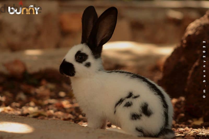 أرانب أجنبية نقية -  rabbit pure breed 12