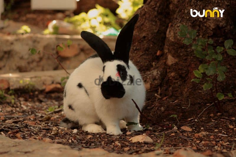 أرانب أجنبية نقية -  rabbit pure breed 13