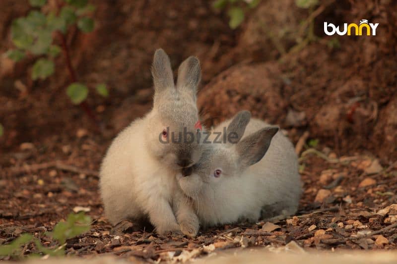 أرانب أجنبية نقية -  rabbit pure breed 14