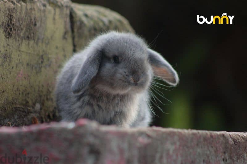 أرانب أجنبية نقية -  rabbit pure breed 15