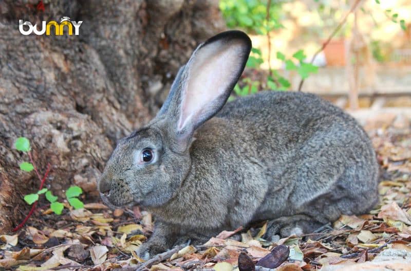 أرانب أجنبية نقية -  rabbit pure breed 16