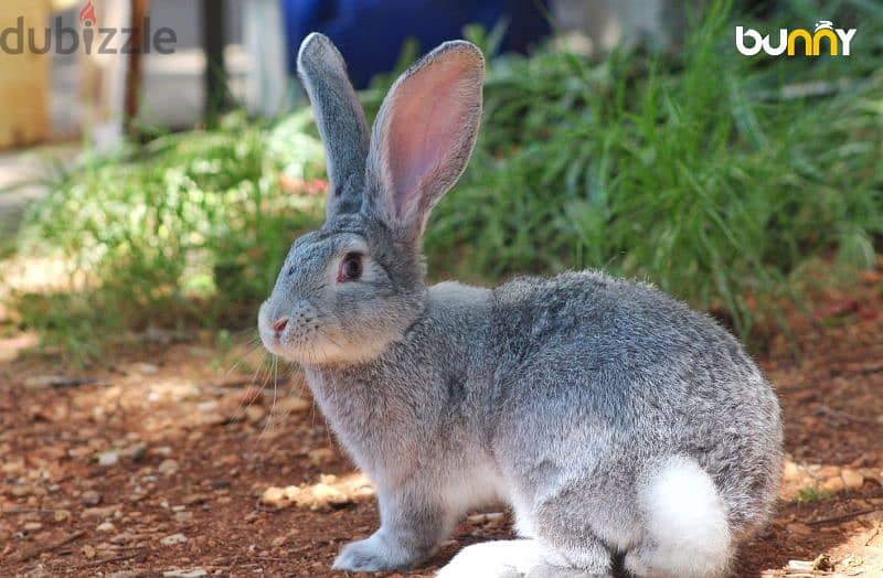 أرانب أجنبية نقية -  rabbit pure breed 17