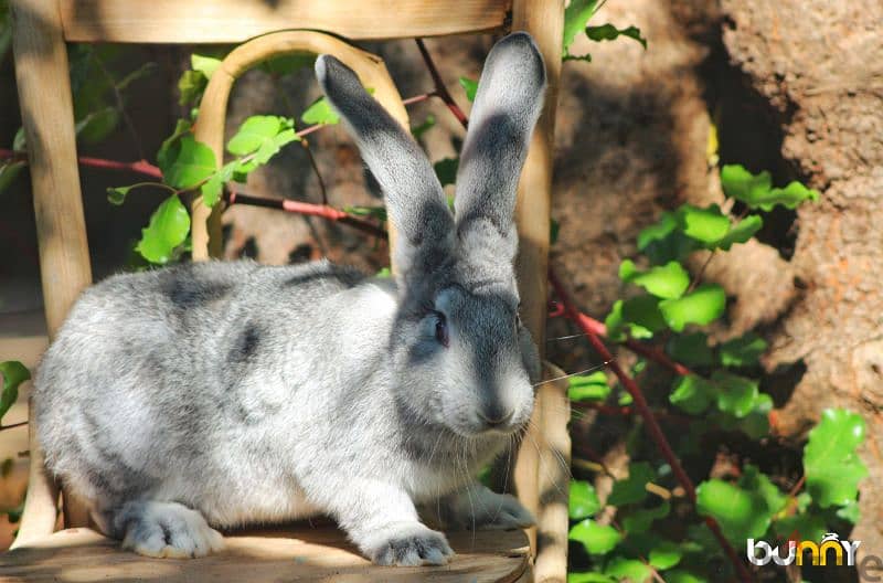 أرانب أجنبية نقية -  rabbit pure breed 15