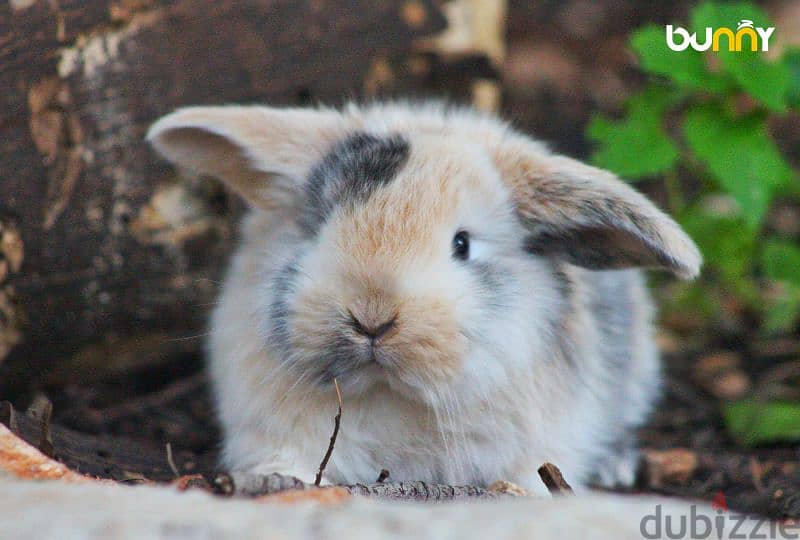 أرانب أجنبية نقية -  rabbit pure breed 19